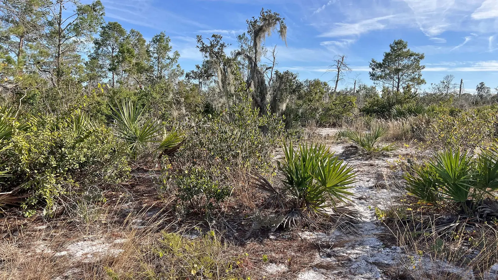 Expansive Florida scrub habitat showing characteristic sandy soil, low-growing scrub oaks, and open structure that scrub-jays require